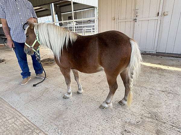 companion-miniature-horse