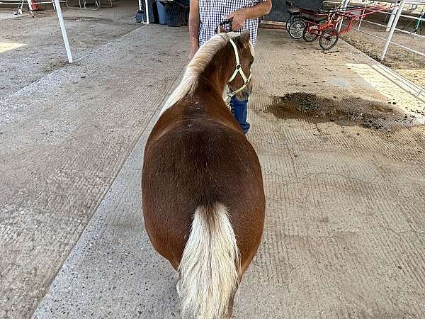 beginner-miniature-horse