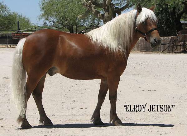 flashy-miniature-horse