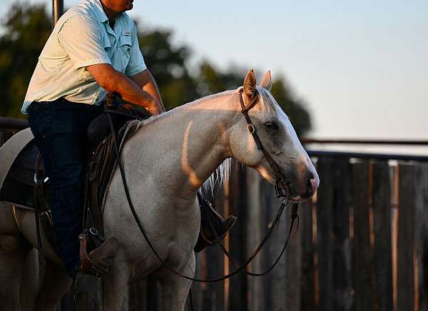 athletic-quarter-horse