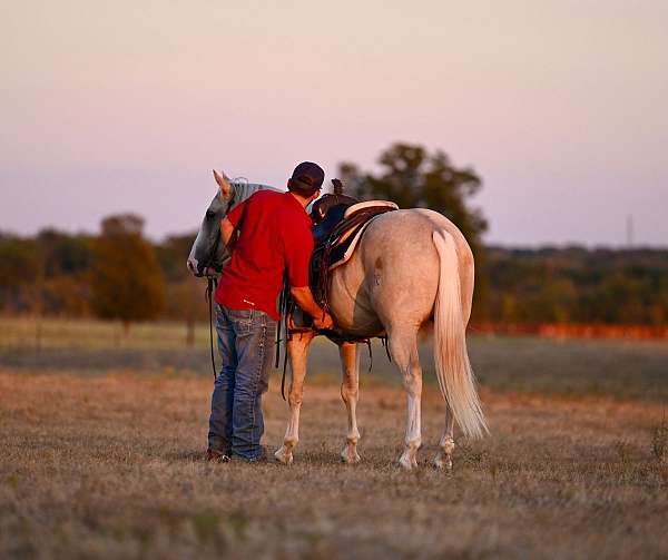 calf-roping-quarter-horse