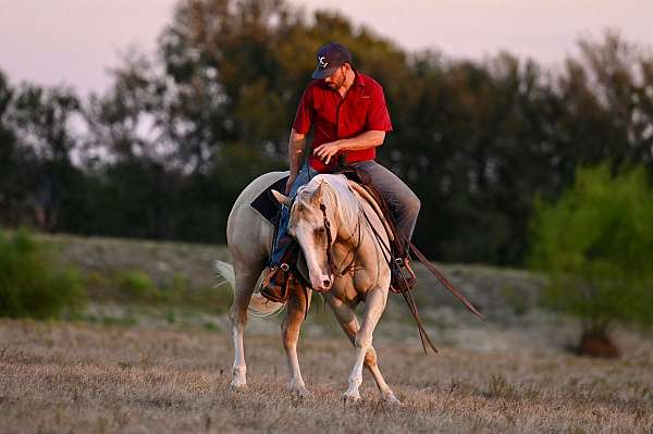 flashy-quarter-horse