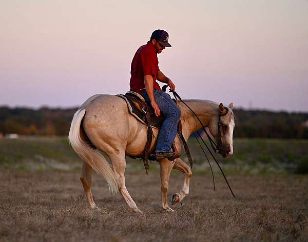 performance-quarter-horse