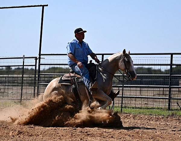 ranch-versatility-quarter-horse