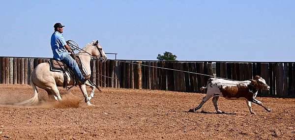 reining-quarter-horse