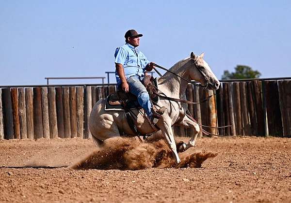 rodeo-quarter-horse