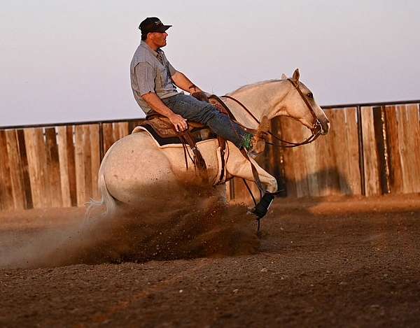 roping-quarter-horse