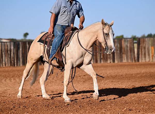 show-quarter-horse