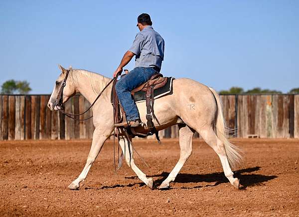 western-riding-quarter-horse