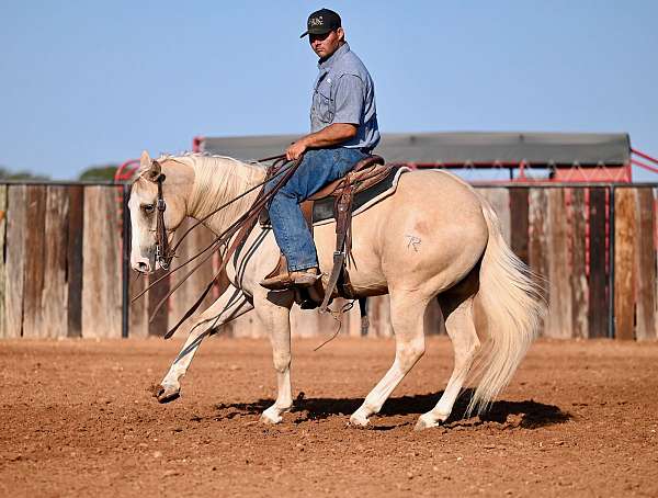 working-cow-quarter-horse