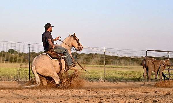 palomino-quarter-horse-gelding