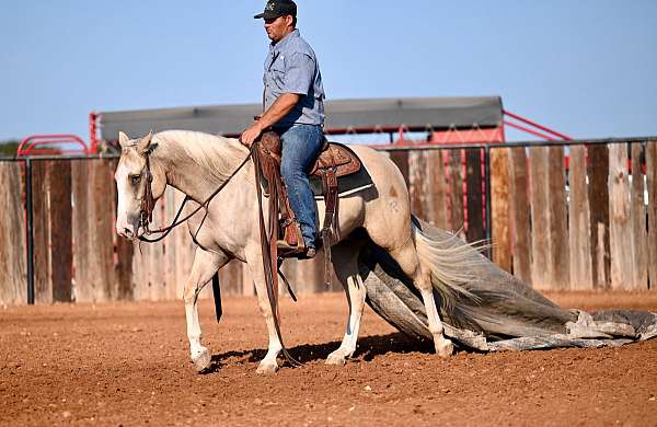 working-cattle-quarter-horse