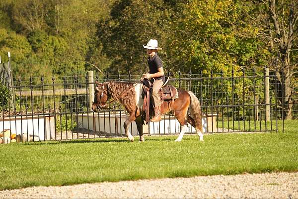 beginner-miniature-pony