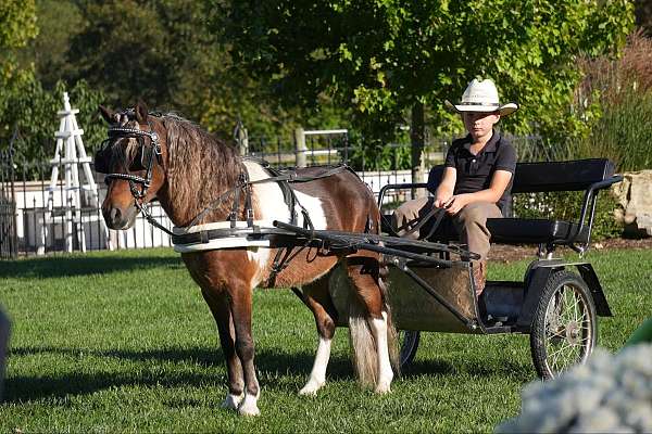 athletic-miniature-pony