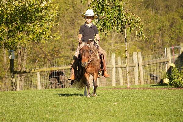 companion-miniature-pony