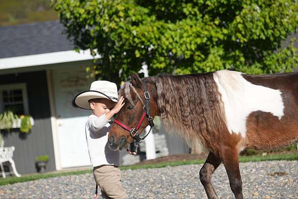 parade-miniature-pony