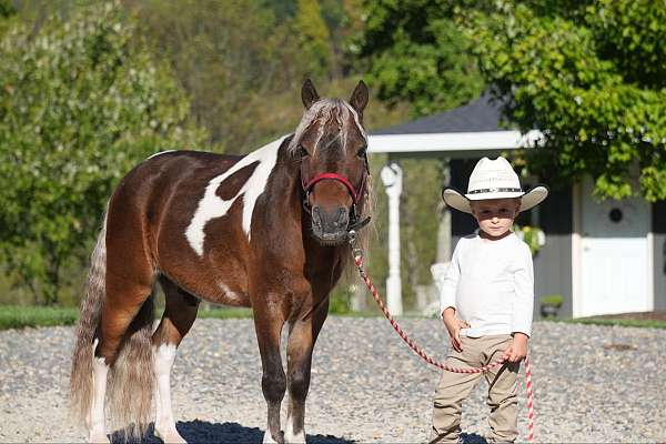 show-miniature-pony