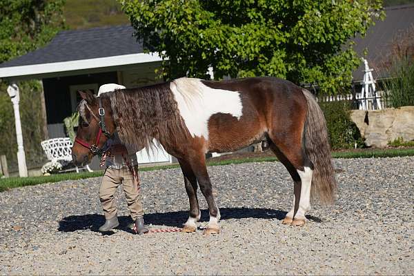 school-miniature-pony