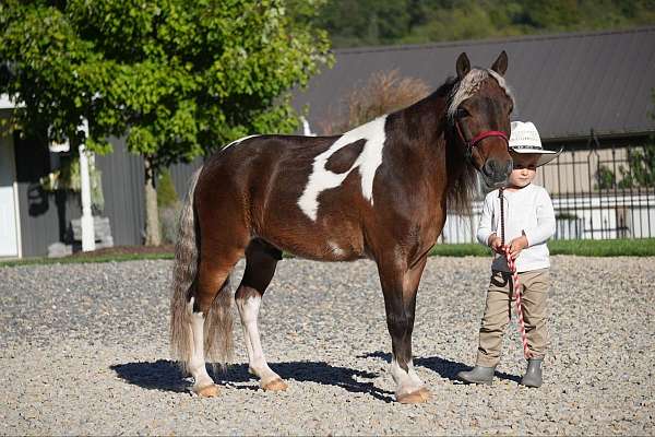 trail-riding-miniature-pony