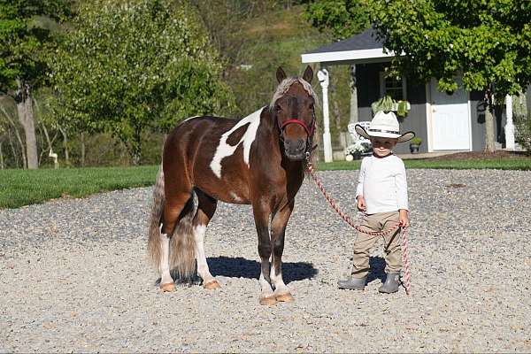 pinto-miniature-gelding