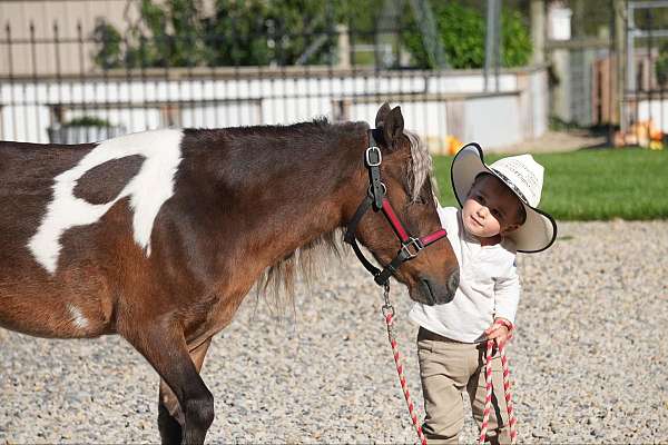 pinto-all-around-pony