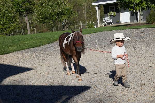 pinto-athletic-pony