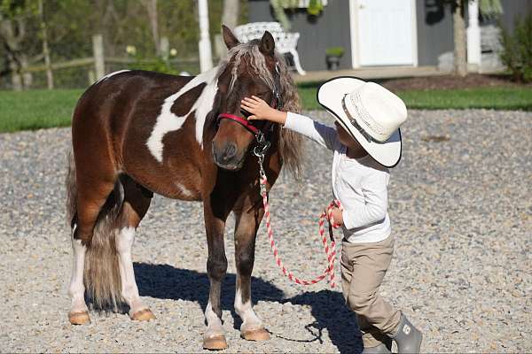 pinto-beginner-pony