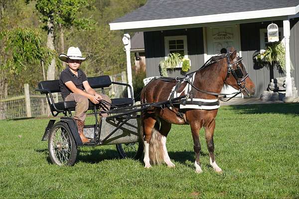 pinto-companion-pony