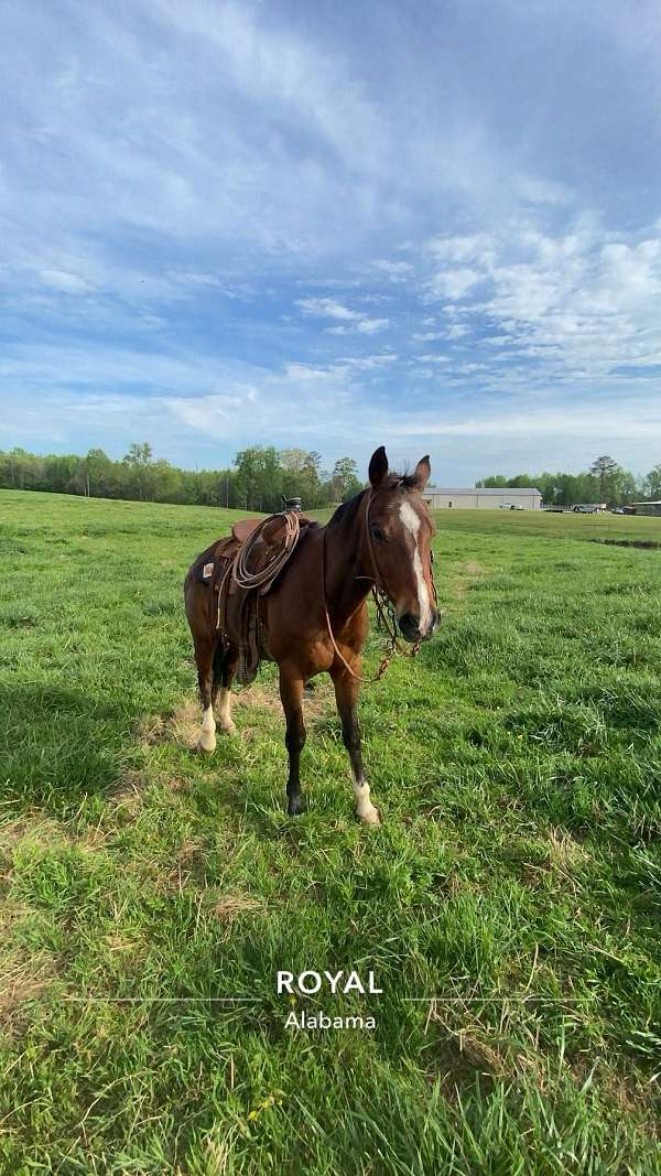 cutter-quarter-horse