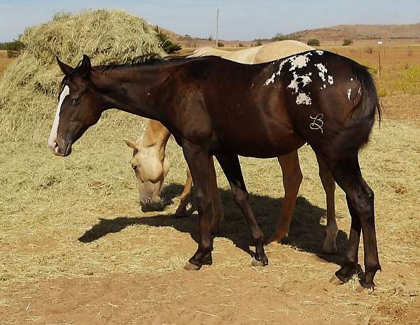 stal-appaloosa-horse