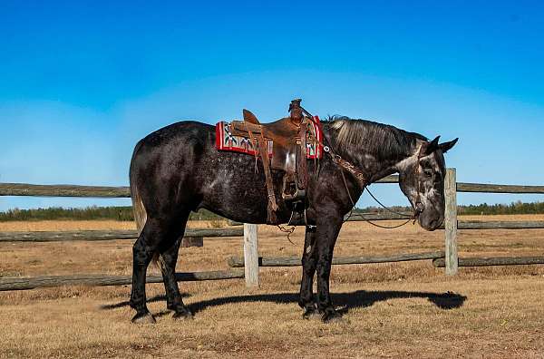 athletic-draft-horse