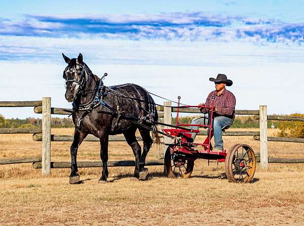 driving-draft-horse