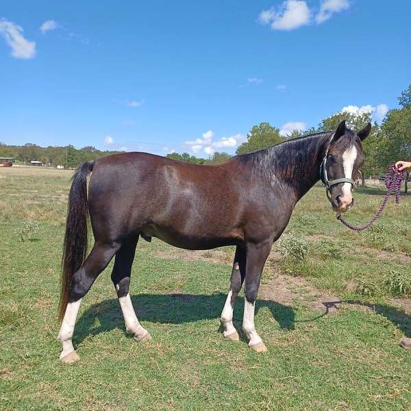 four-white-socks-horse