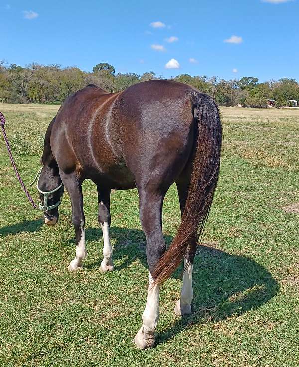 black-four-white-socks-horse