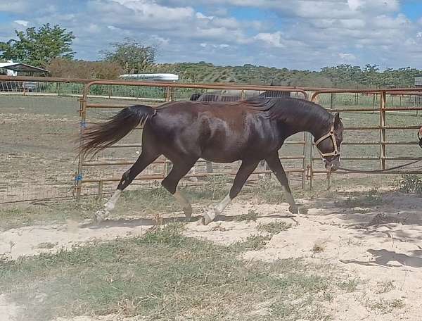 khemosabi-arabian-horse