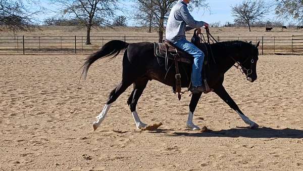 gelding-arabian-horse