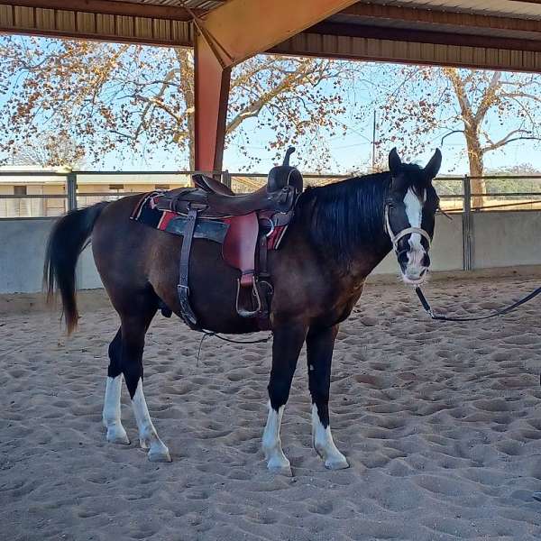 gelding-arabian-horse