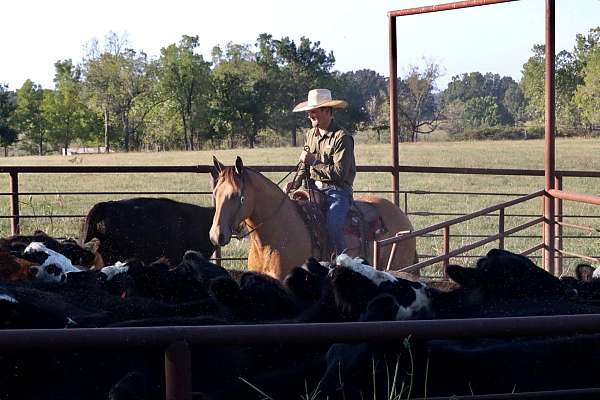 rowdy-blue-man-gelding