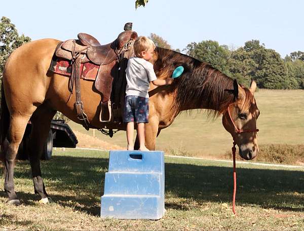 all-around-quarter-horse