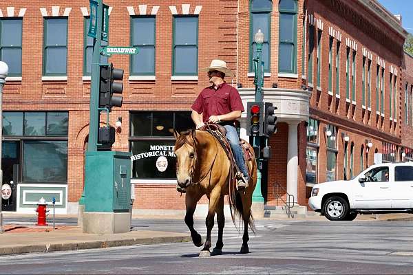 aqha-quarter-horse