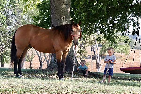 aqha-gelding-quarter-horse