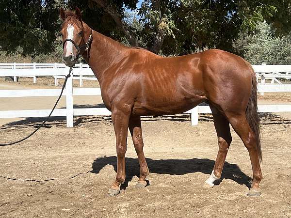 blaze-white-sock-horse