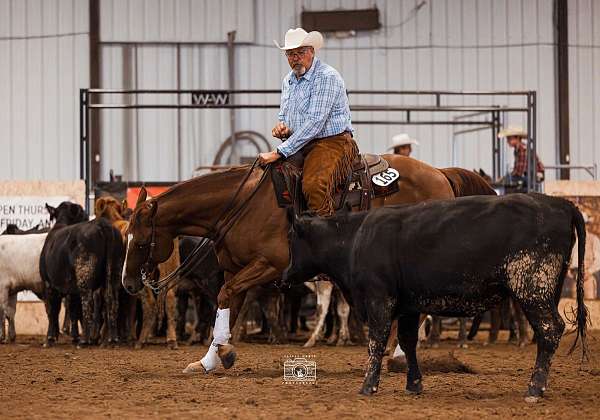 ranch-quarter-horse