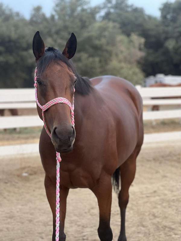 sport-horse-prospect-hunter-jumper-dressage-eventing-barrel-mare