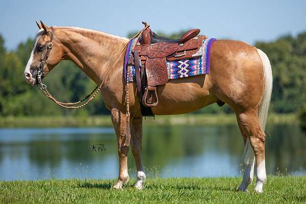 athletic-quarter-horse