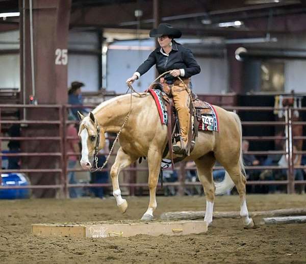 ridden-western-quarter-horse