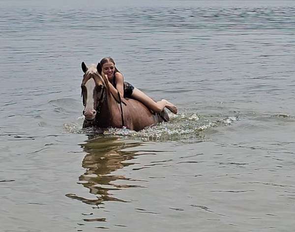 trail-riding-quarter-horse