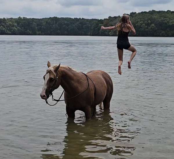 working-cattle-quarter-horse