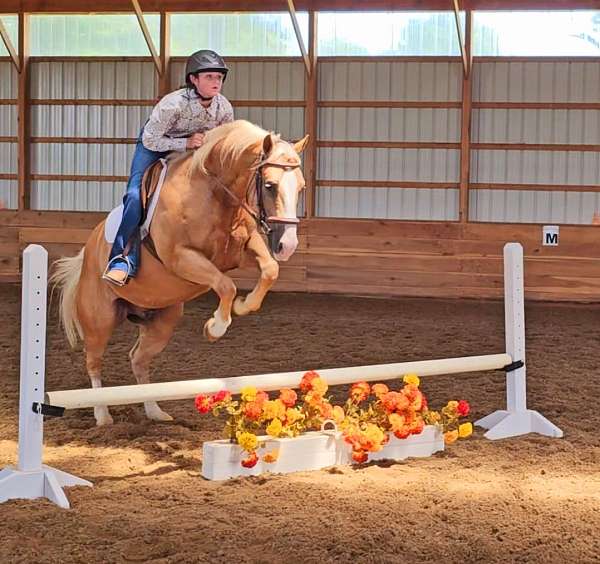 working-cow-quarter-horse