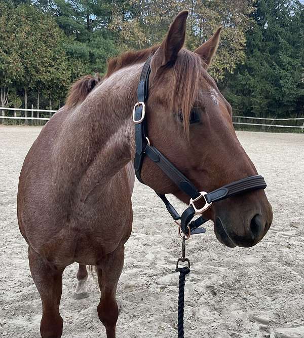 red-roan-two-hind-socks-horse